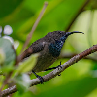 Seychelles Sunbird